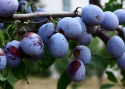 Prunus domestica Besztercei 2 / Besztercei 2 szilva